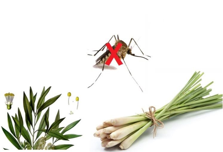 Các cách đuổi muỗi ra khỏi nhà an toàn